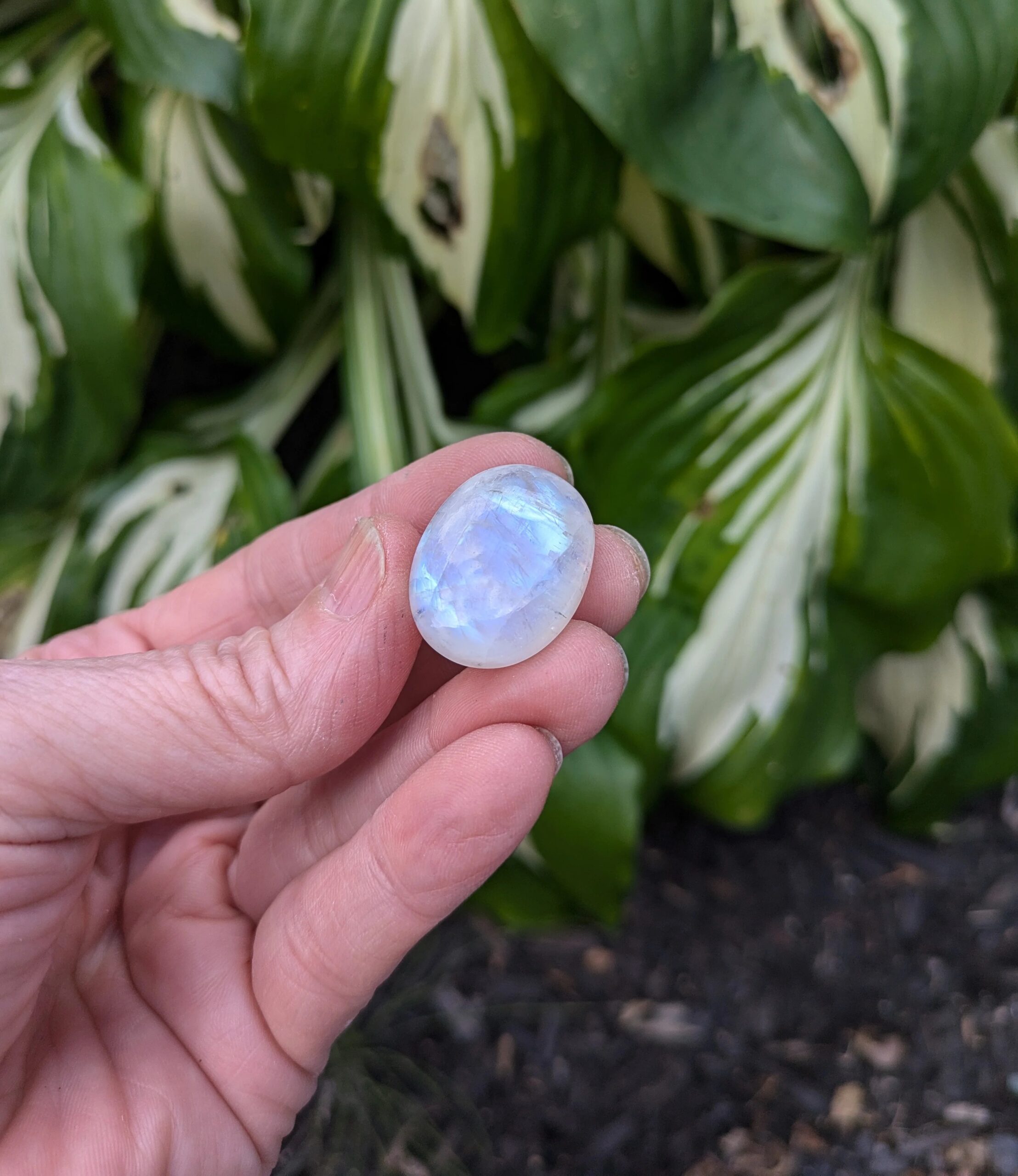 A hand holding a polished oval moonstone cabochon outdoors, showcasing a vibrant blue adularescent glow against a blurred green leafy background.
