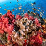 Eine Explosion von Unterwasserfarben mit leuchtend roten und rosa Weichkorallen und braunen Steinkorallen, umgeben von einem dichten Schwarm orangefarbener Goldfische und kleiner schwarzer Fische unter einer sonnenbeschienenen Meeresoberfläche.