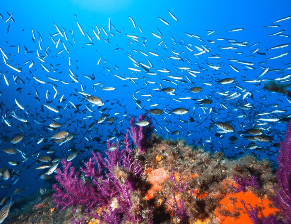 这幅影像捕捉了地中海特有的优质红珊瑚,它们在幽暗的海底静静生长。鲜红的枝桠与深邃的蓝海形成鲜明对比,完美诠释了“海之花”的蓬勃生机。