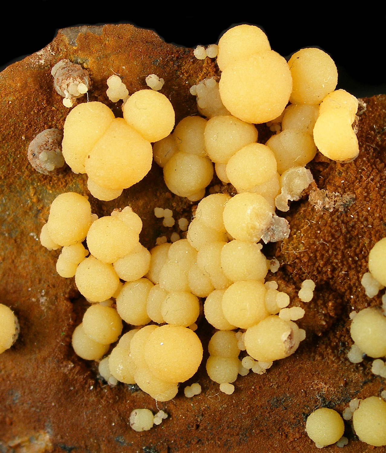 Botryoidal mimetite crystals in pale yellow hues clustered on a brown ferruginous gossan matrix.