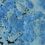 Shattuckite, Kaokoveld Plateau, Kunene Region, Namibia