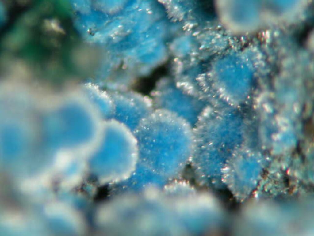 Shattuckite, Shattuck Mine, Bisbee, Cochise County, Arizona, USA. Acicular crystals of shattuckite. Brent Thorne specimen and photograph.