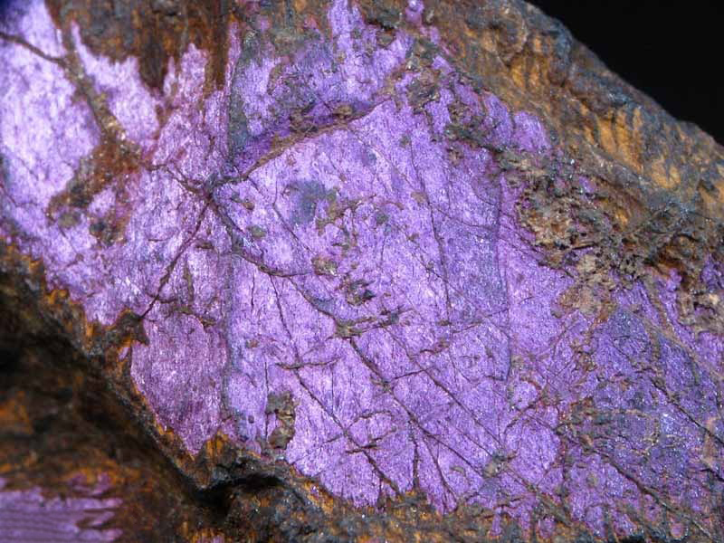 Purpurite